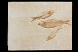 Trio of Fossil Fish (Knightia) - Green River Formation - Wyoming #176424-1